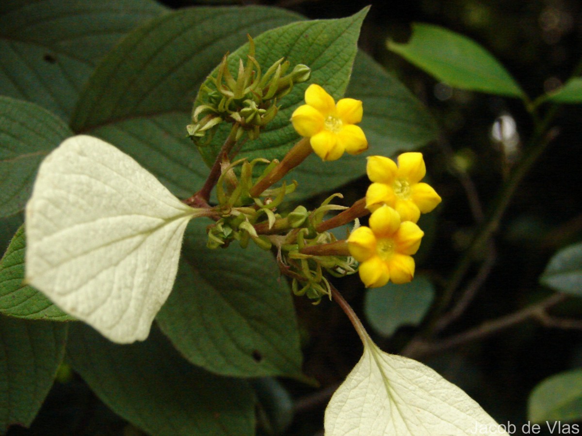 Mussaenda frondosa L.